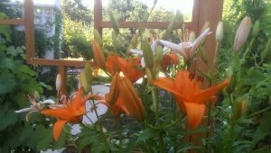 patio-05