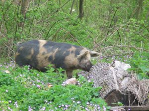 pig